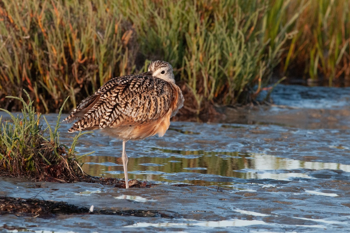 Long-billed Curlew - ML621015663