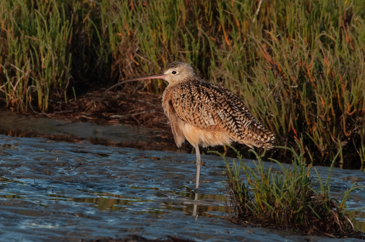 Long-billed Curlew - ML621015664