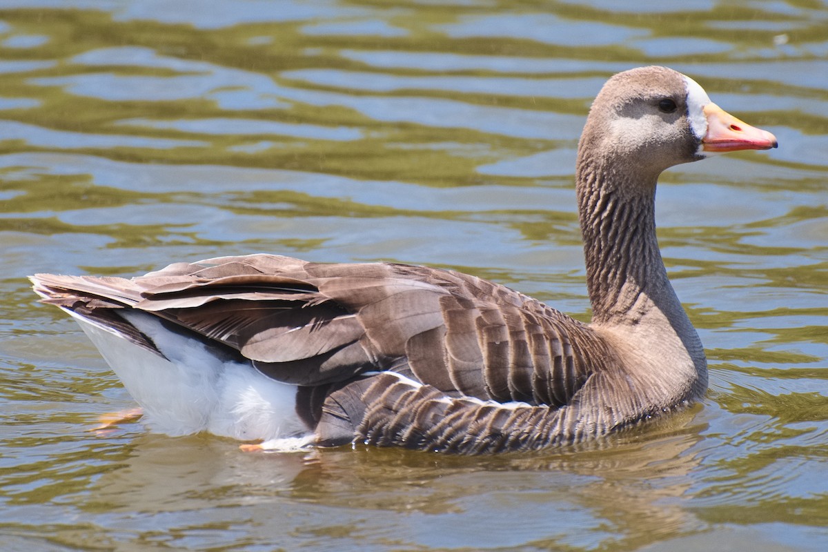 Greater White-fronted Goose - ML621015667