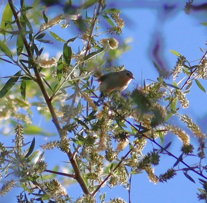 Lucy's Warbler - ML621015670