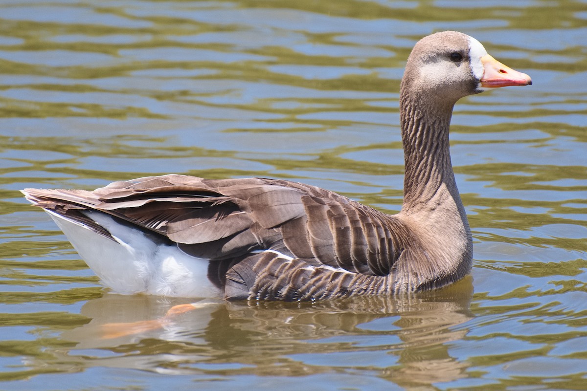 Greater White-fronted Goose - ML621015671