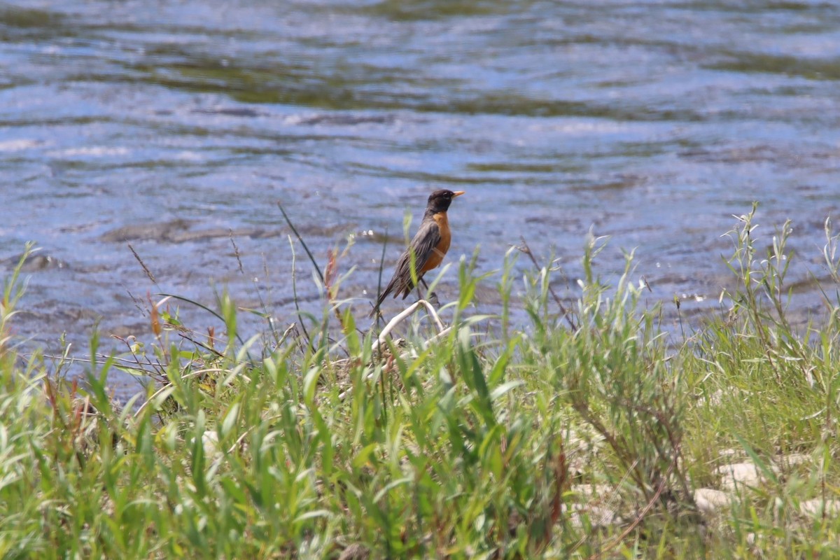 American Robin - ML621015672