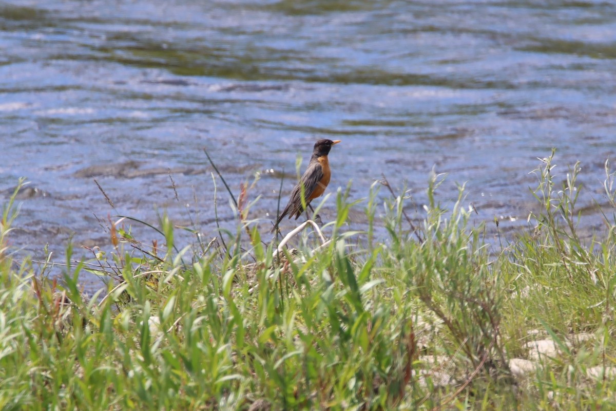 American Robin - ML621015672