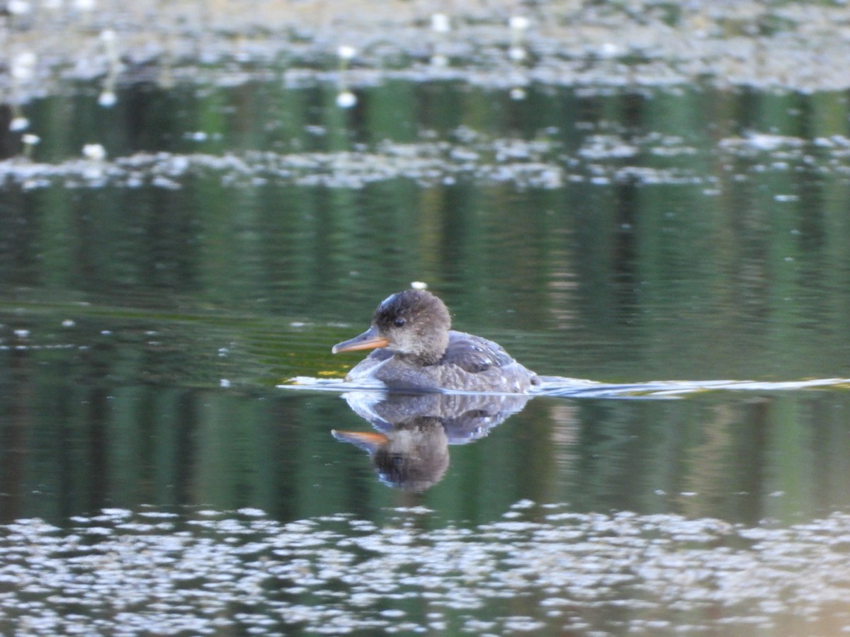 Hooded Merganser - ML621015674