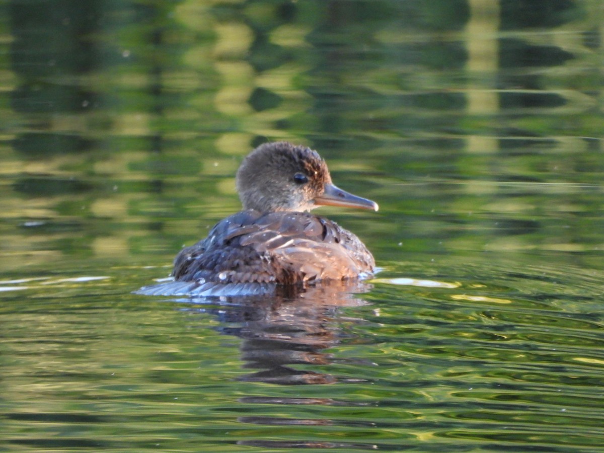 Hooded Merganser - ML621015675