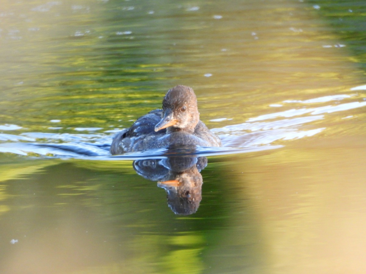 Hooded Merganser - ML621015676
