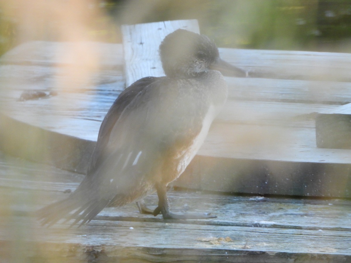 Hooded Merganser - ML621015677