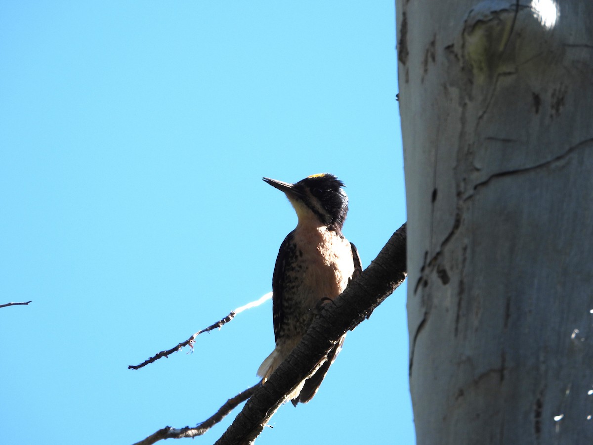 Black-backed Woodpecker - ML621015696