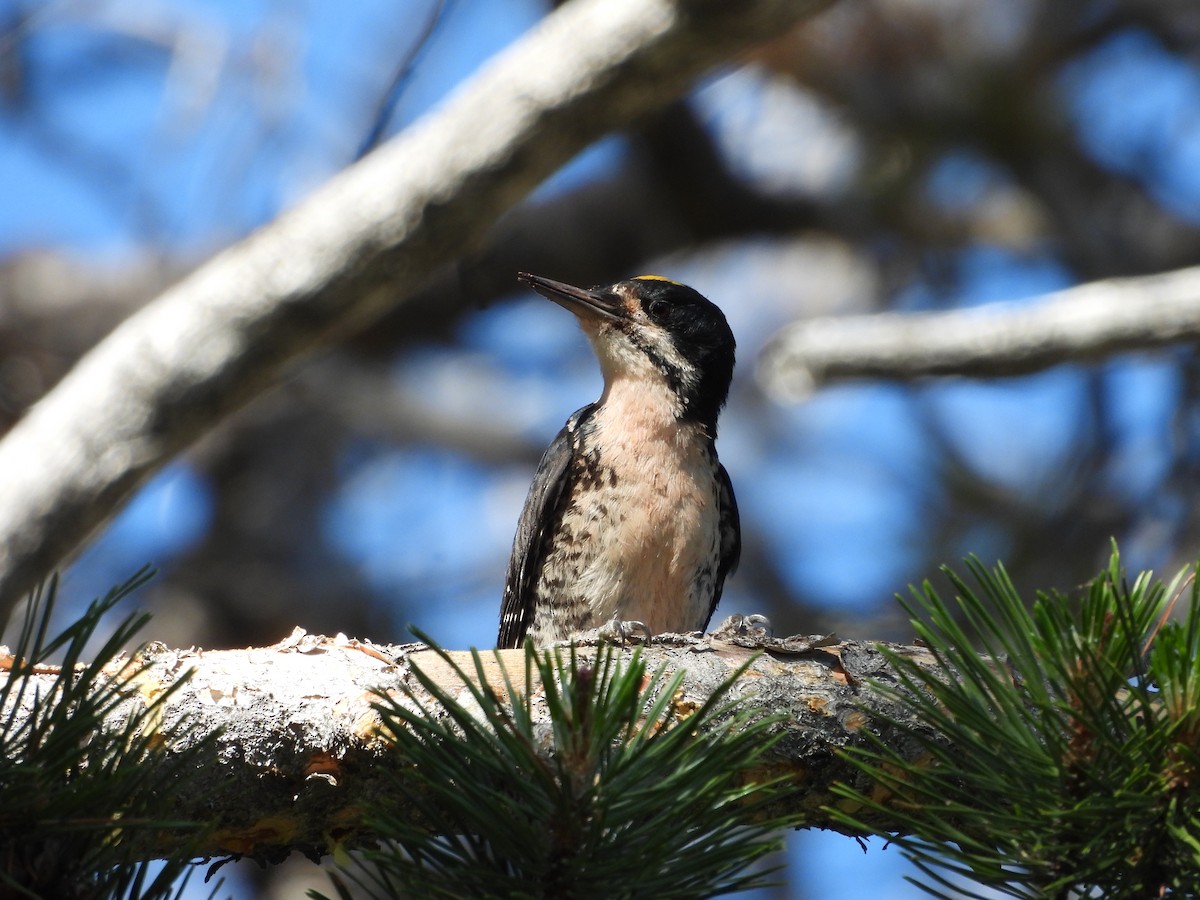 Black-backed Woodpecker - ML621015698