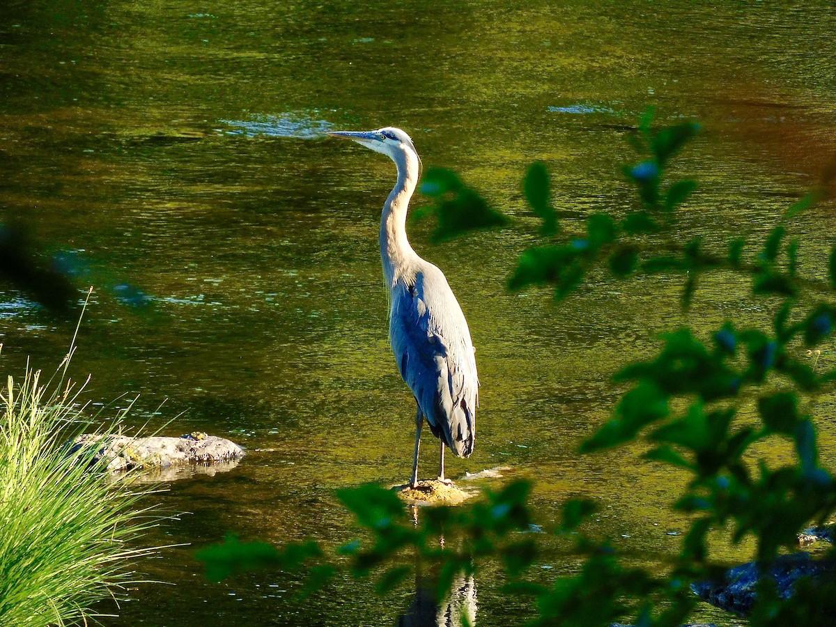 Great Blue Heron - ML621015726