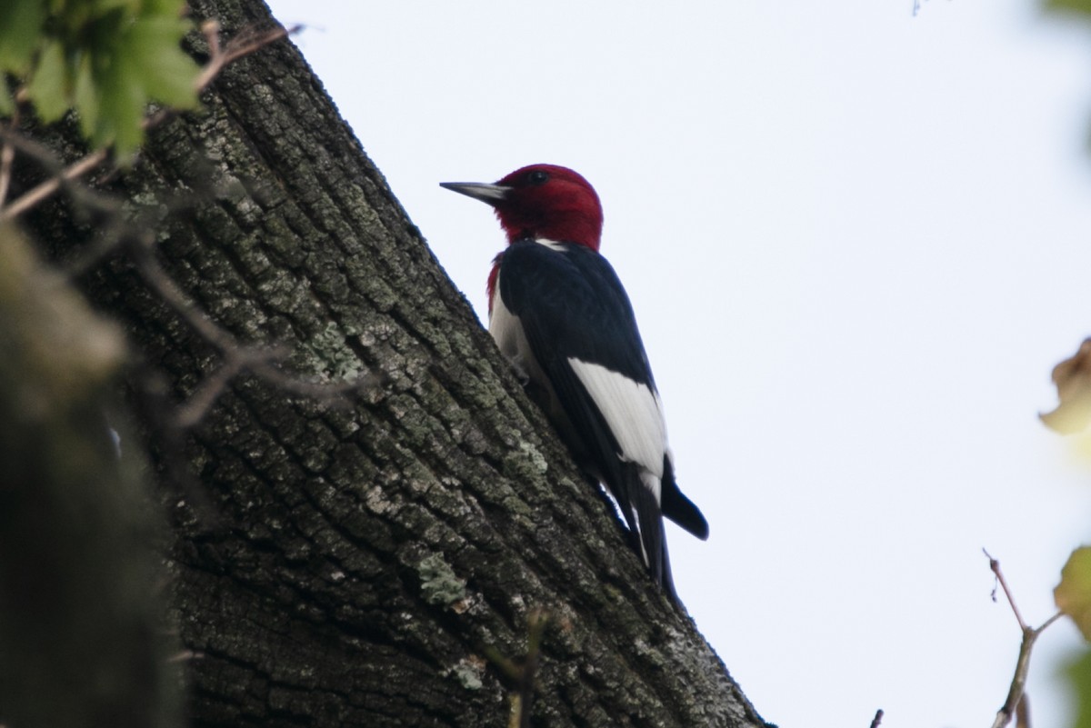 Red-headed Woodpecker - ML621015727