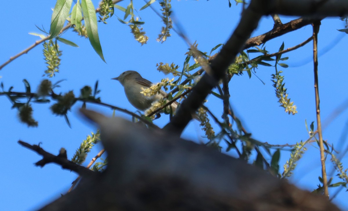 Lucy's Warbler - ML621015738