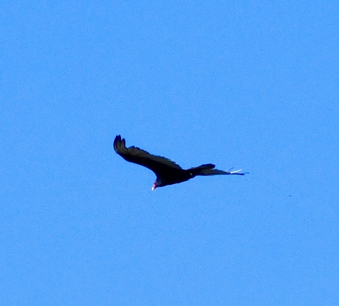 Turkey Vulture - ML621015740
