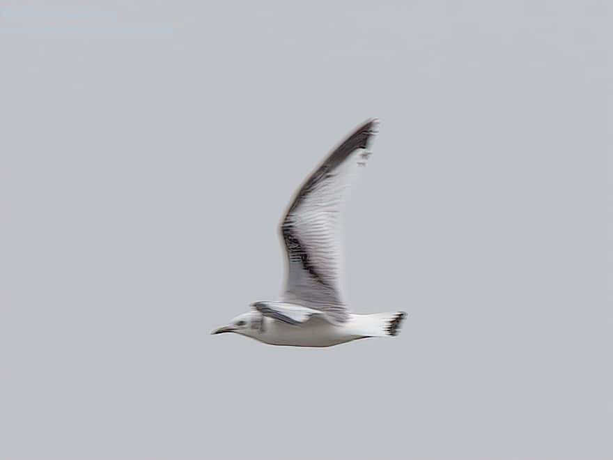 Black-legged Kittiwake - ML621015744