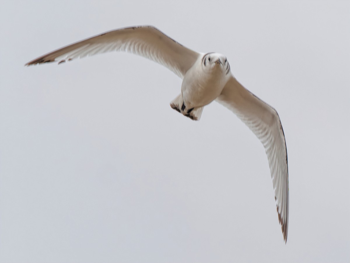 Black-legged Kittiwake - ML621015745