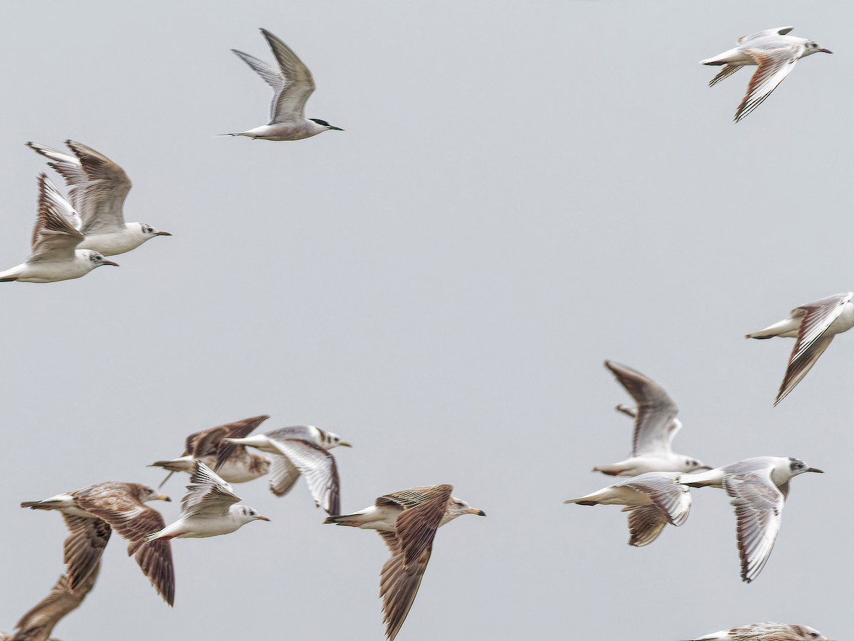 Black-legged Kittiwake - ML621015746