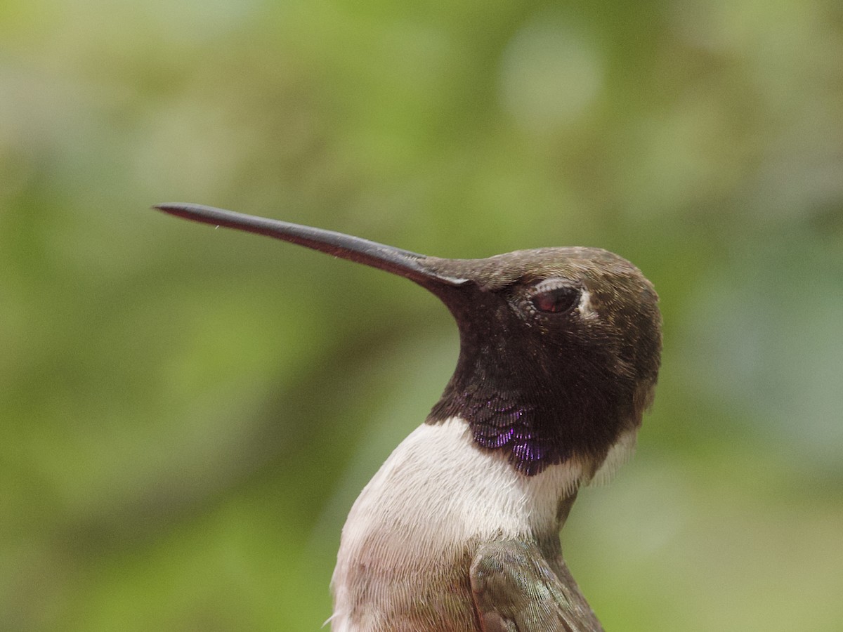 Black-chinned Hummingbird - ML621015754