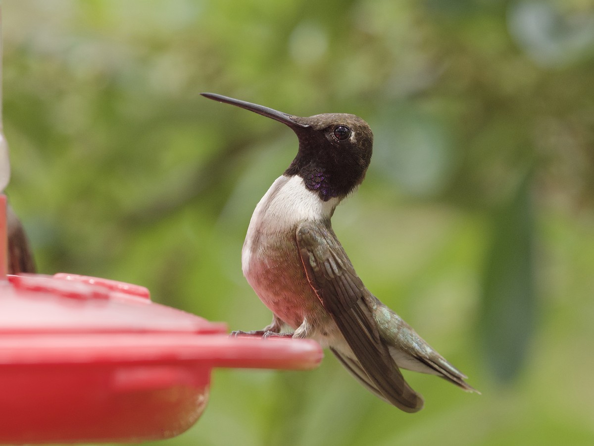 Black-chinned Hummingbird - ML621015757