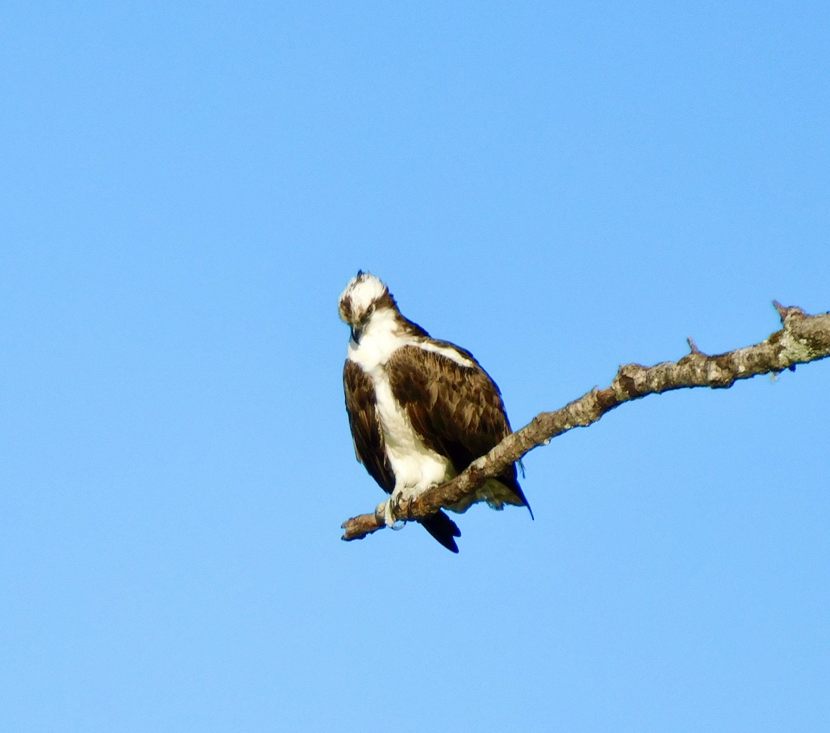 Águila Pescadora - ML621015758