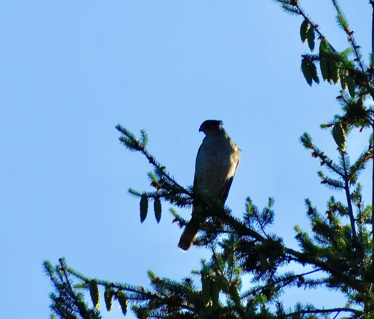 Osprey - Dan Bilderback