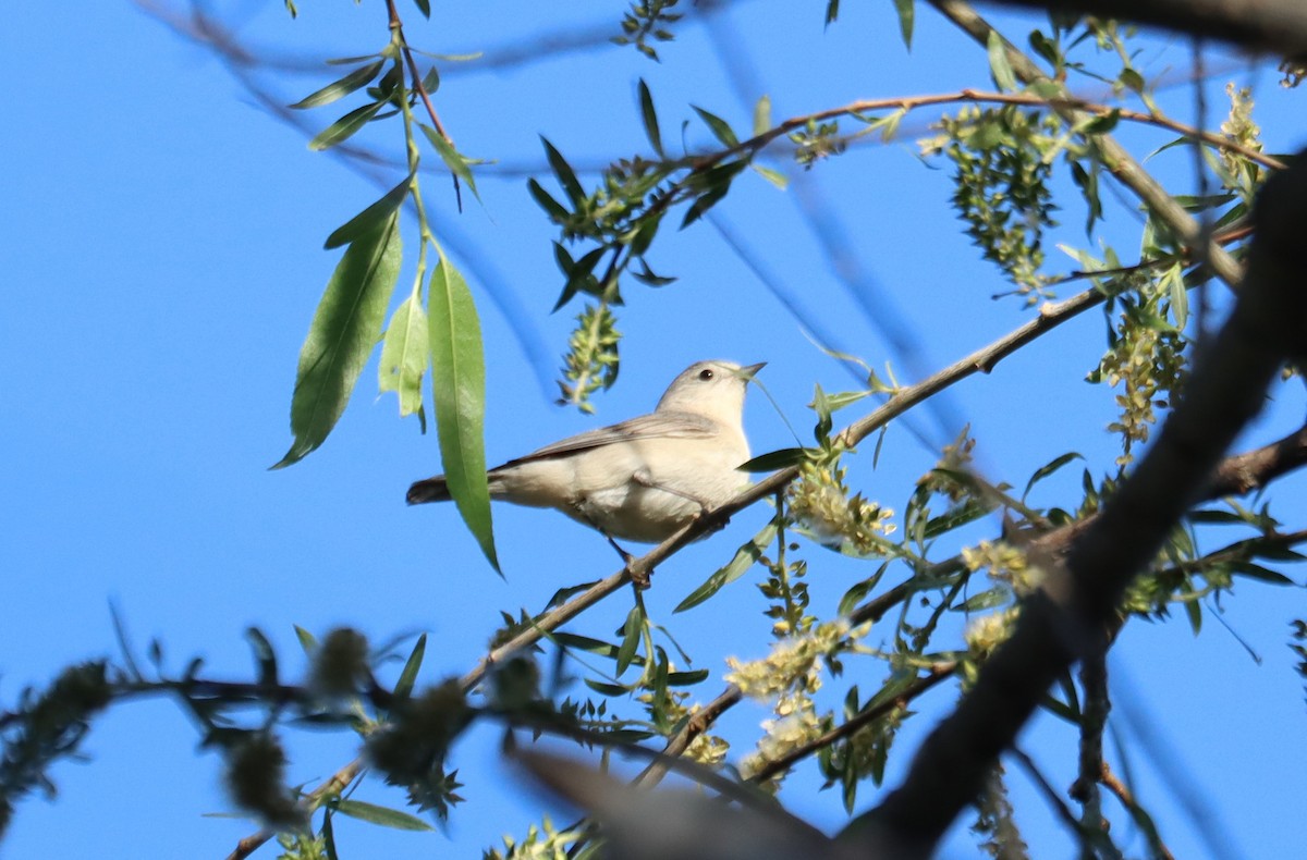 Lucy's Warbler - ML621015764