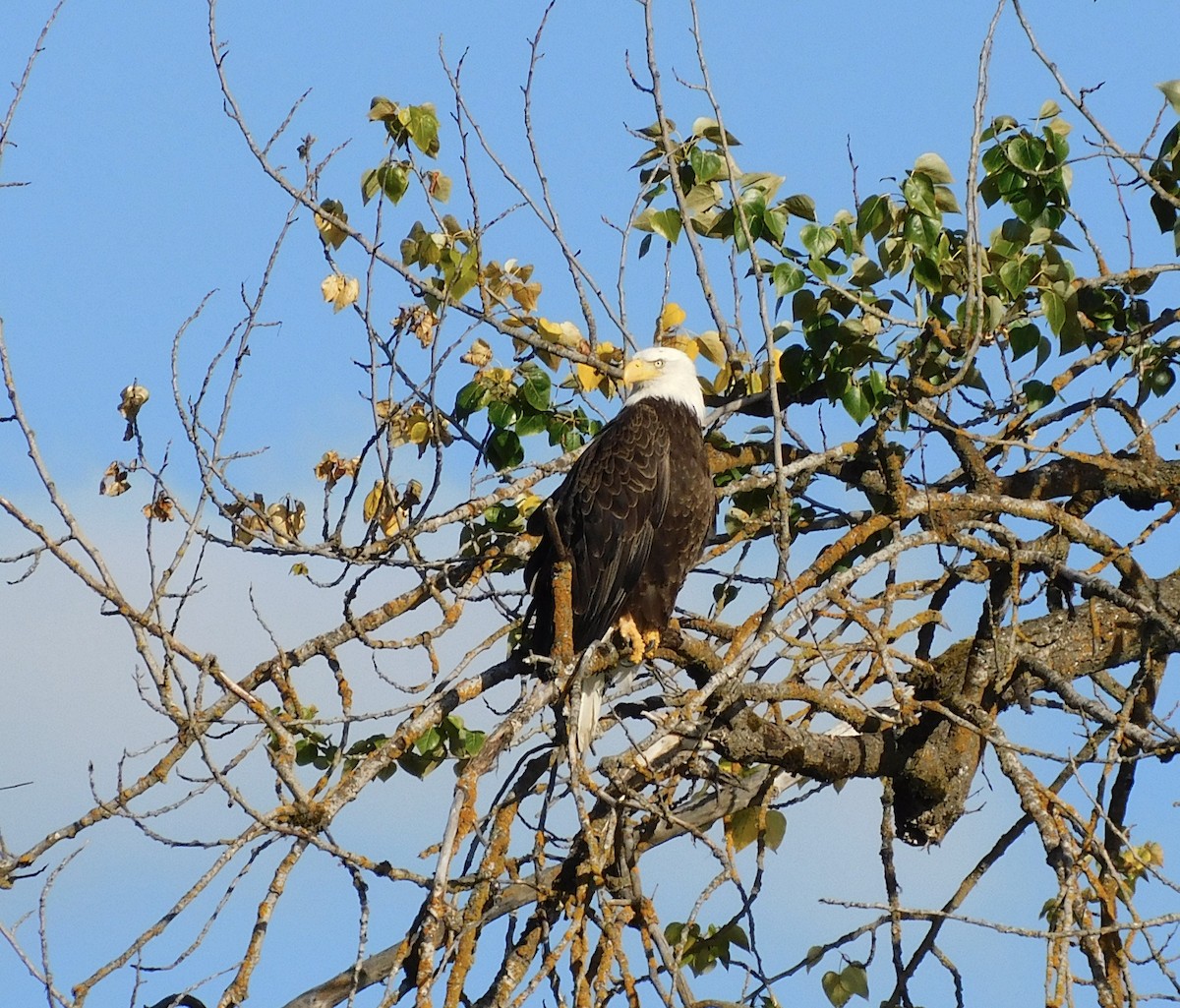 Bald Eagle - ML621015765