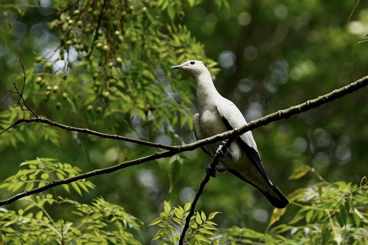 Pied Imperial-Pigeon - ML621015773