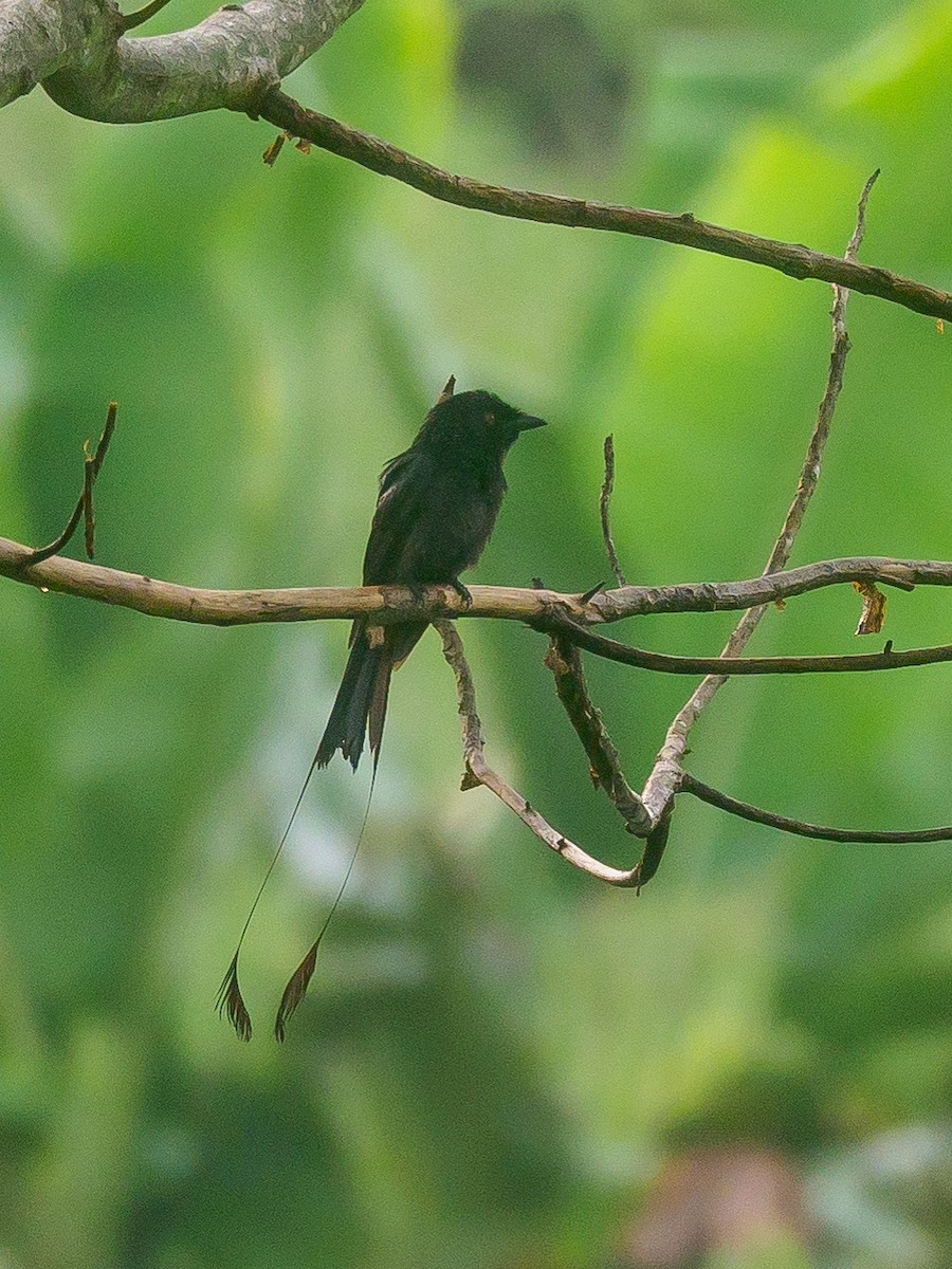 Greater Racket-tailed Drongo - ML621015780