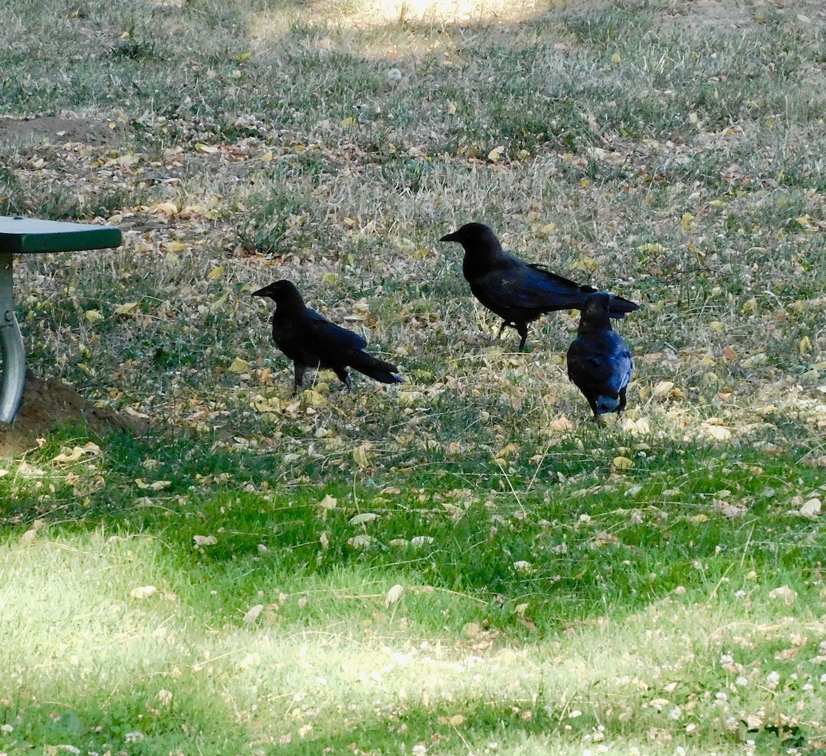 American Crow - ML621015787