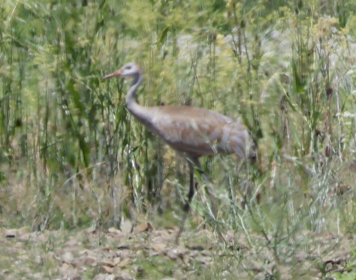 עגור קנדי - ML621015790