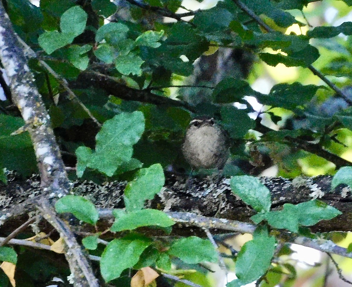 Bewick's Wren - ML621015791