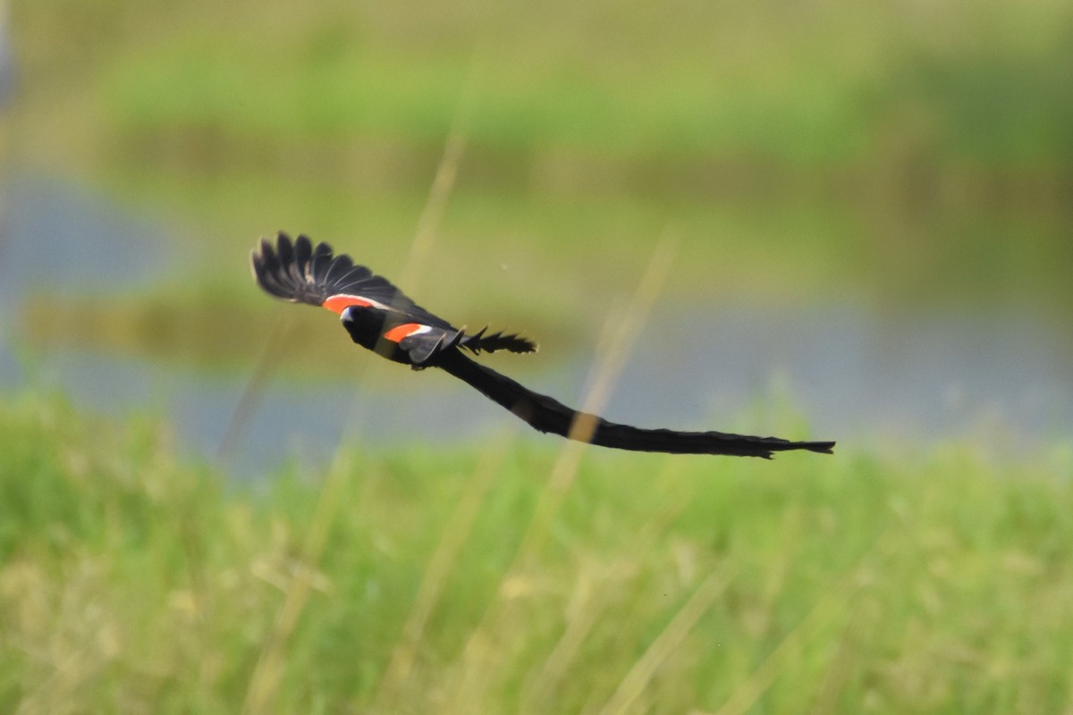 Long-tailed Widowbird - ML621015794