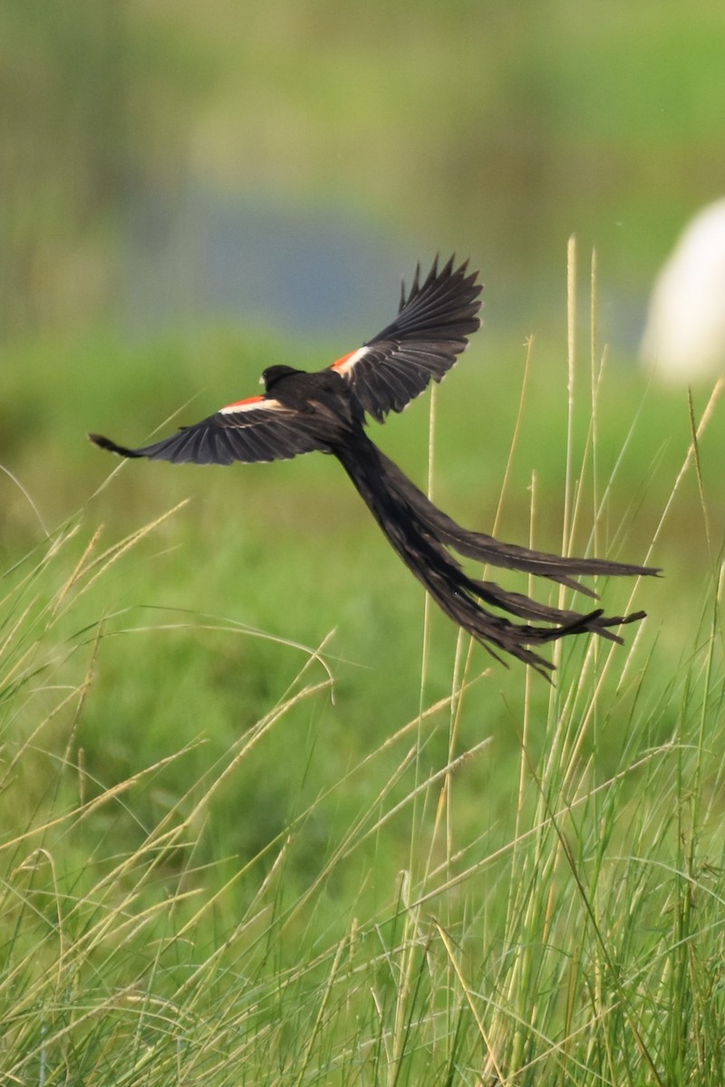 Long-tailed Widowbird - ML621015795