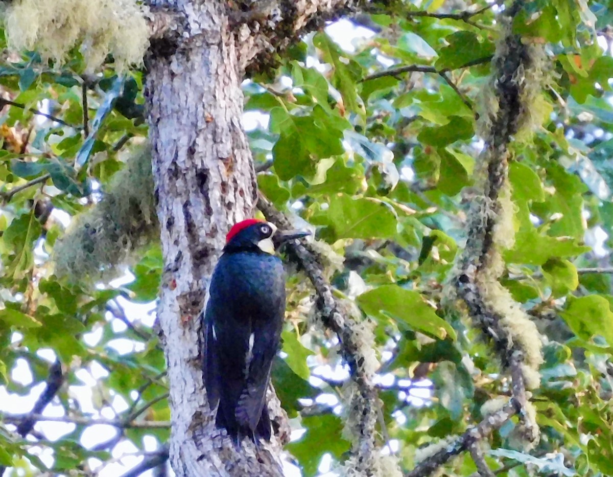 Acorn Woodpecker - ML621015805