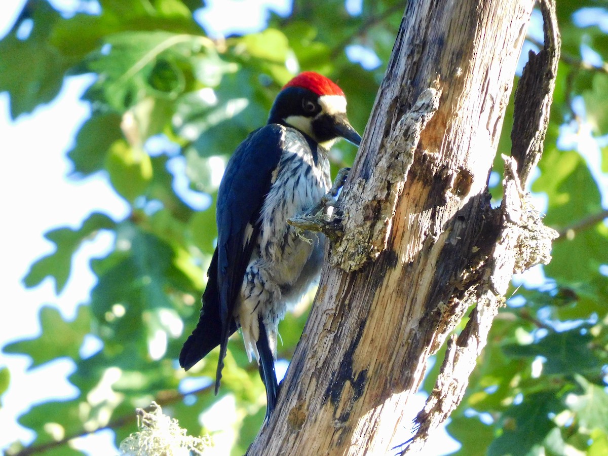 Acorn Woodpecker - ML621015806