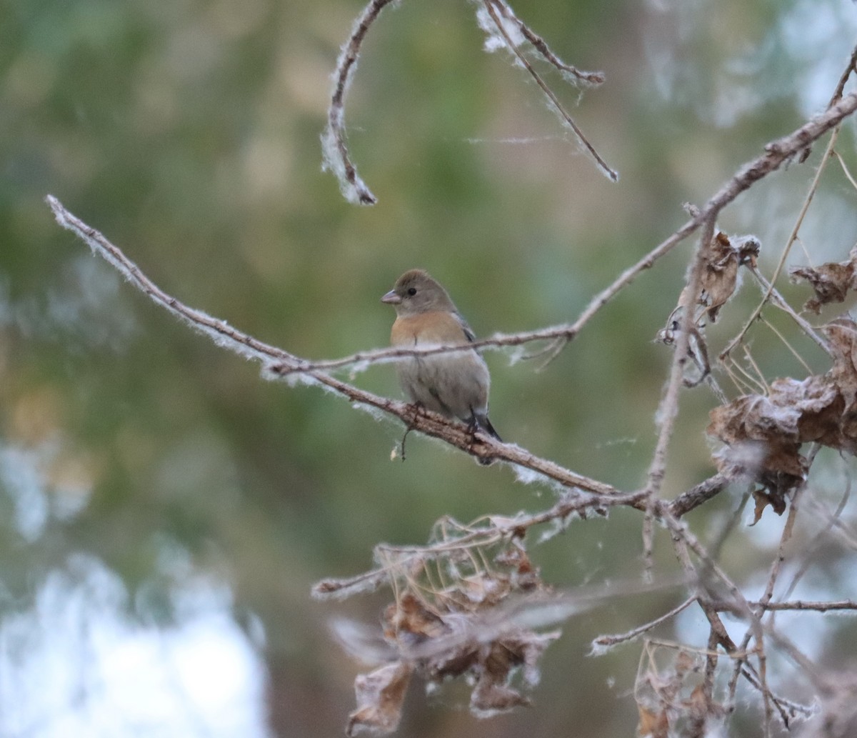 Lazuli Bunting - ML621015830