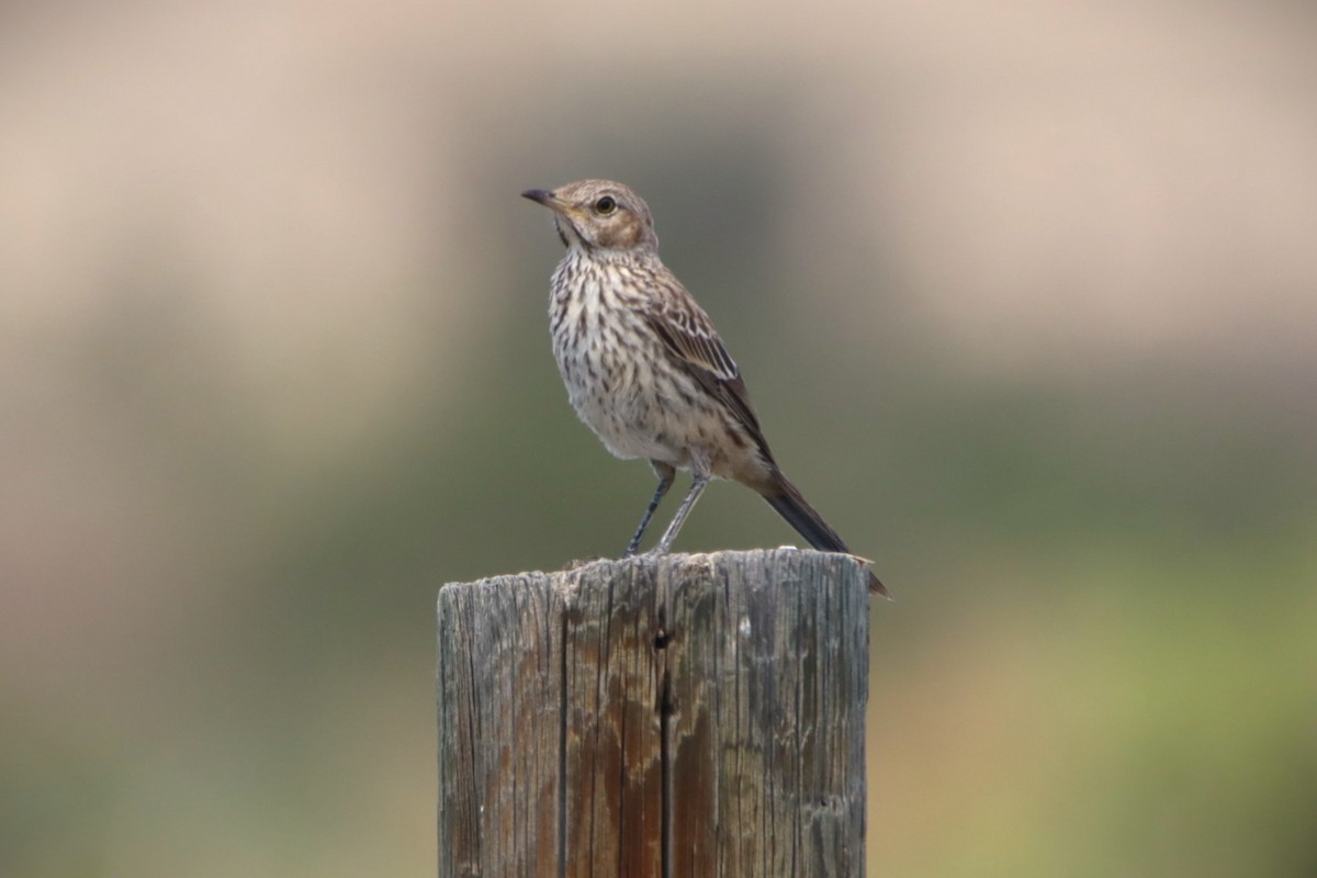 Sage Thrasher - ML621015832