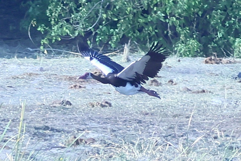Spur-winged Goose - ML621015851