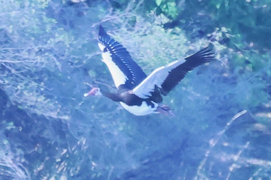 Spur-winged Goose - ML621015852