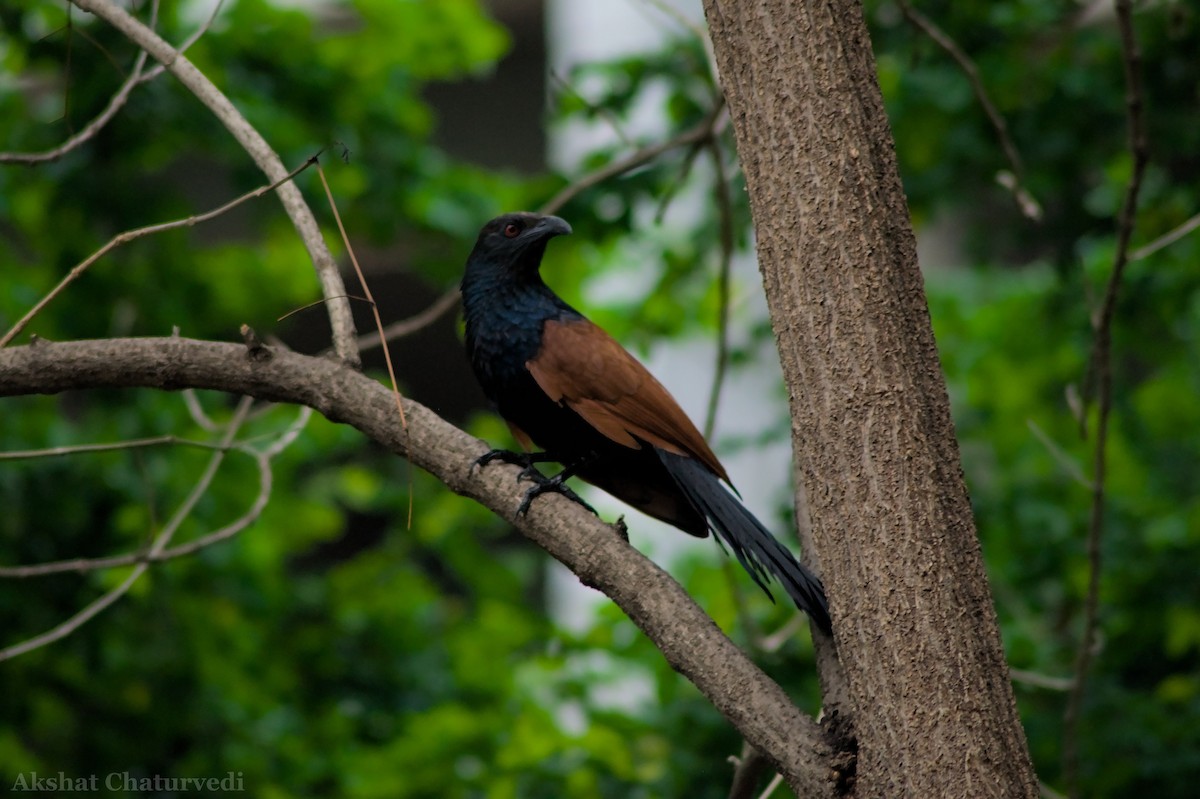 Greater Coucal - ML621015855