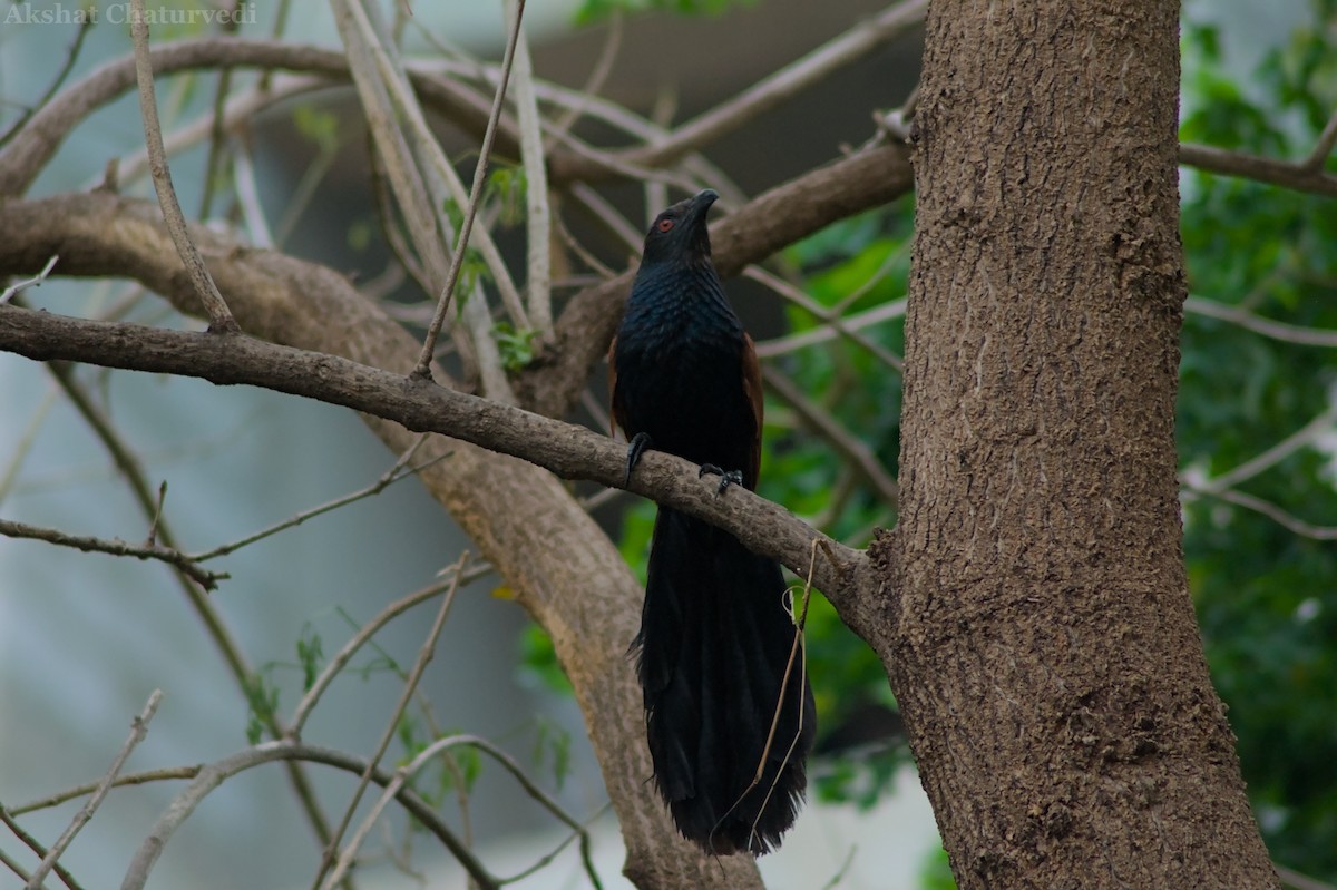 Greater Coucal - ML621015856