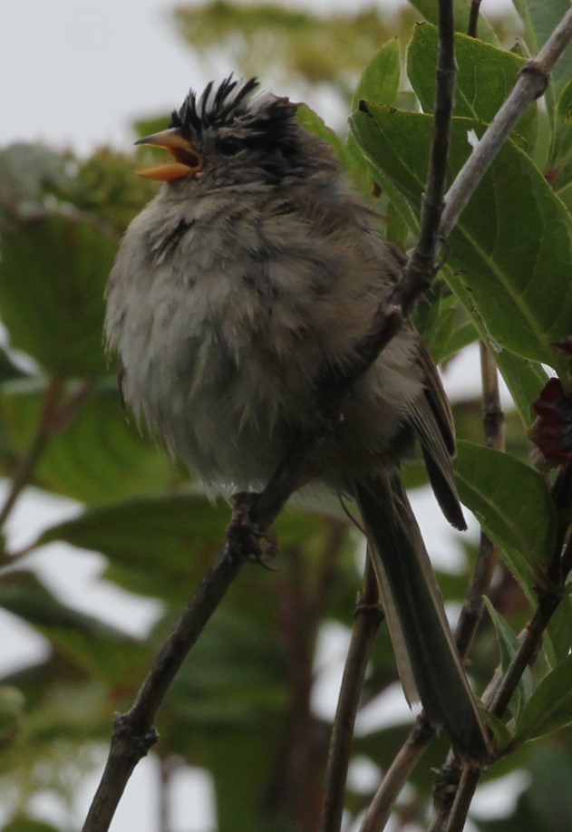 White-crowned Sparrow - ML621015857