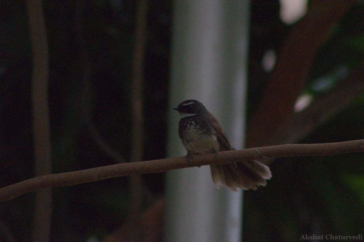 Spot-breasted Fantail - ML621015858