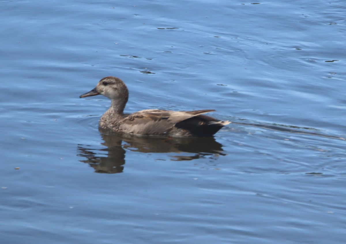 Gadwall - ML621015880