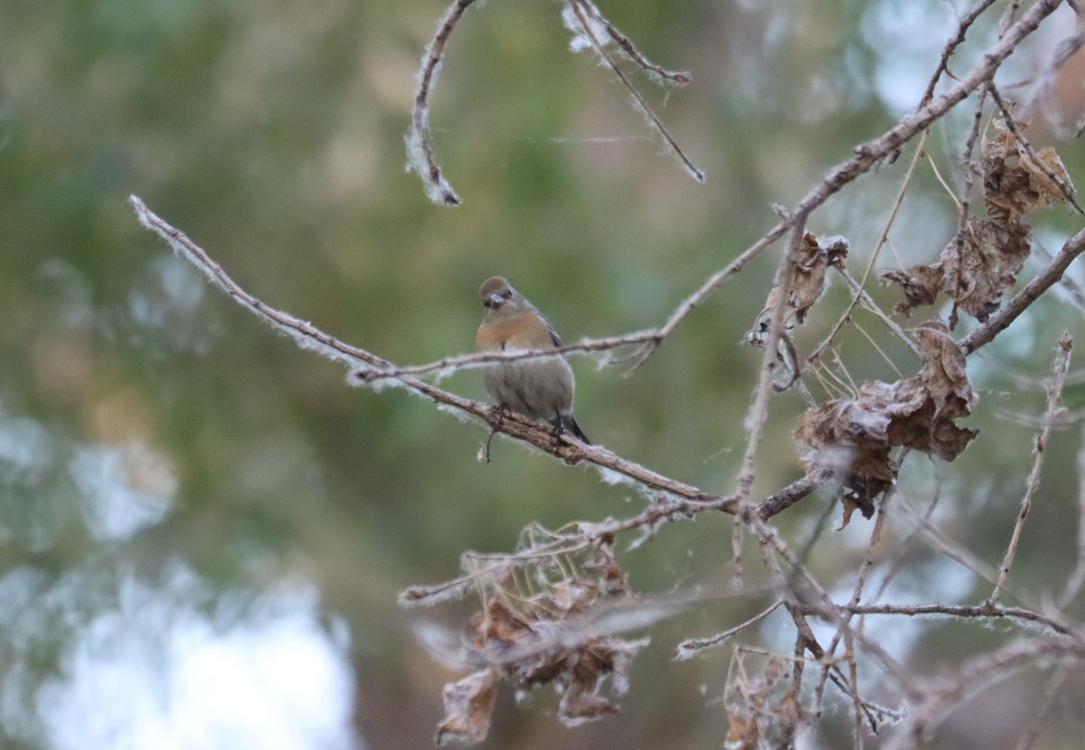 Lazuli Bunting - ML621015884