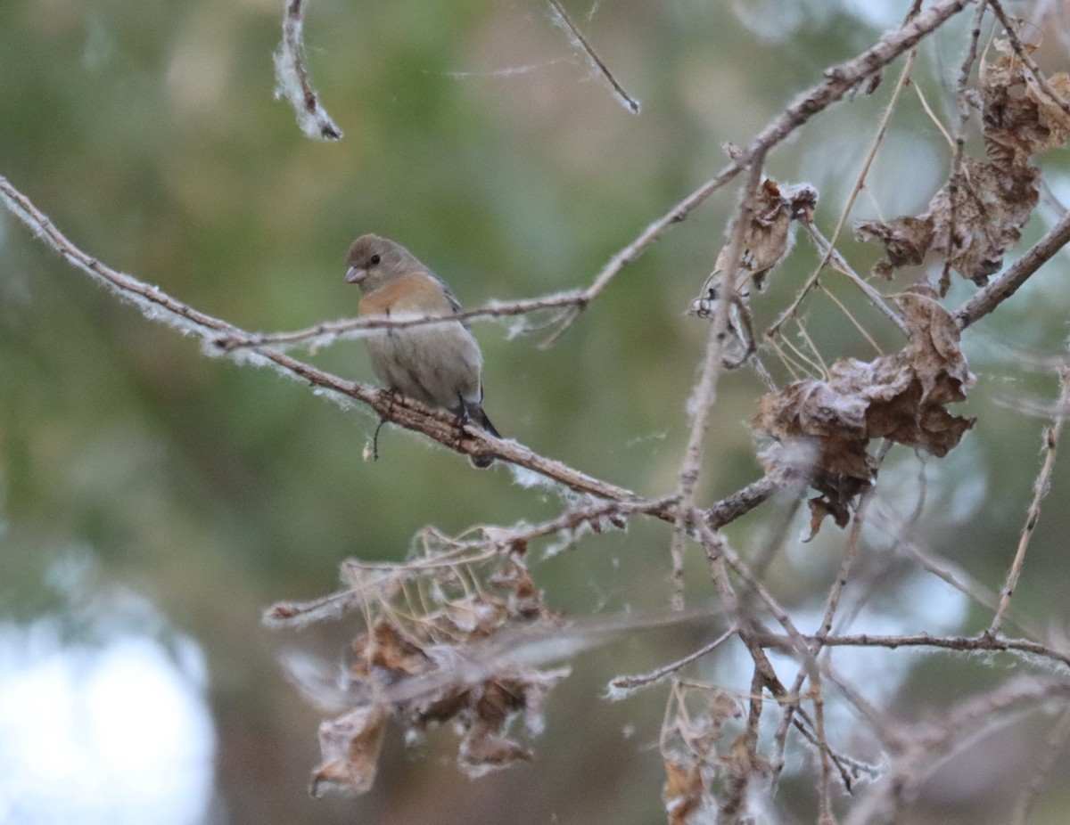 Lazuli Bunting - ML621015888