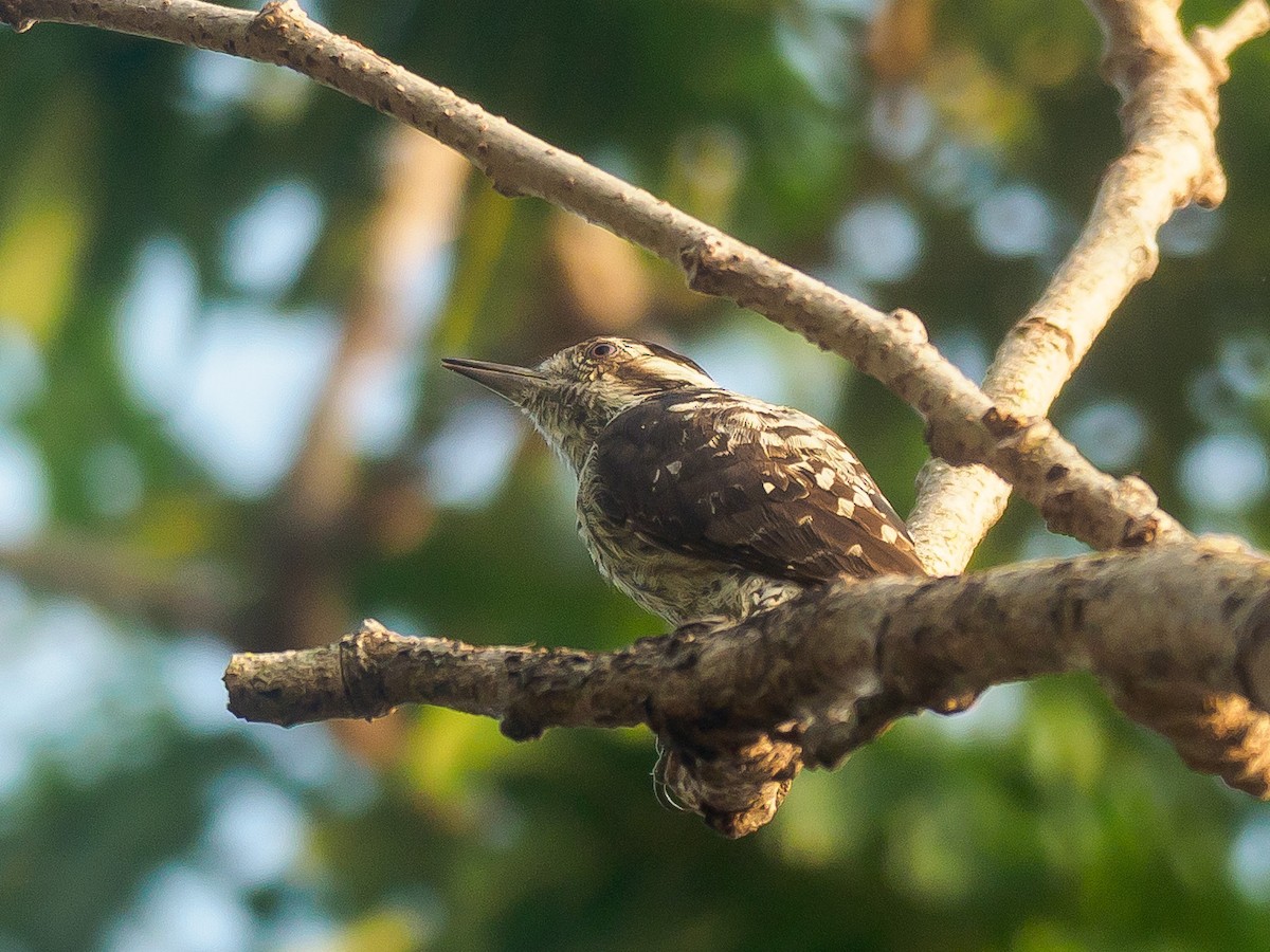 Gray-capped Pygmy Woodpecker - ML621015895
