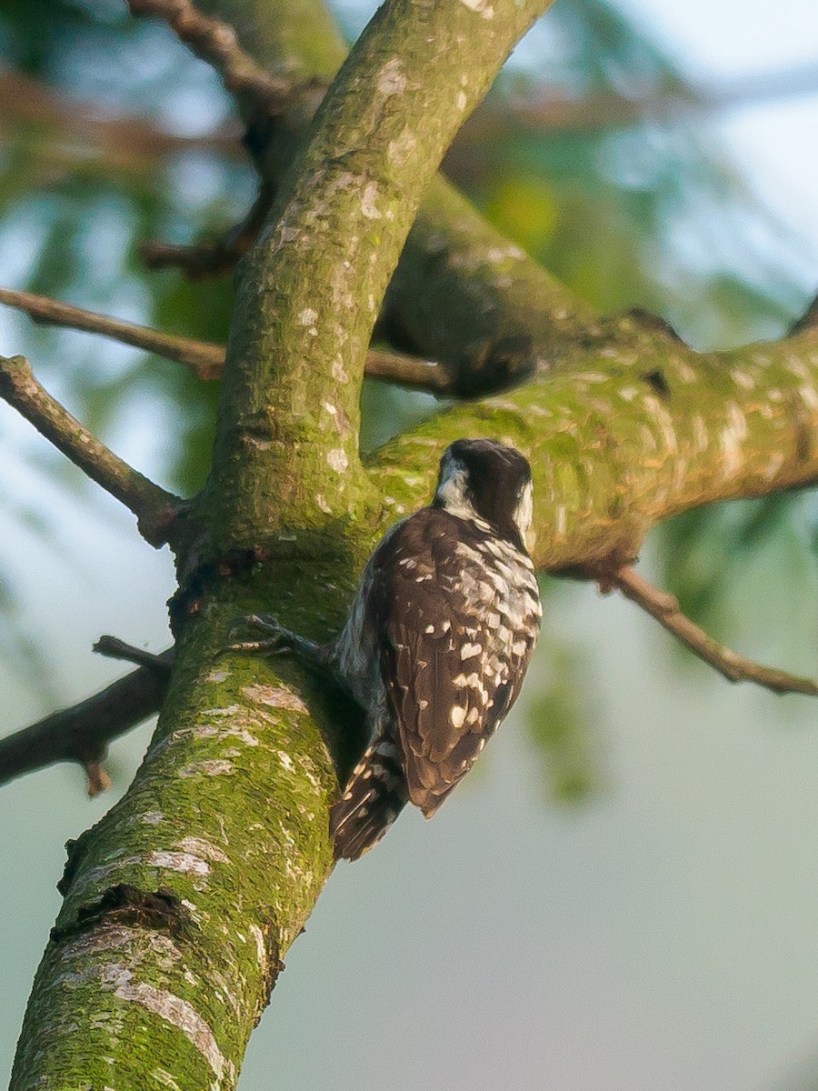 Gray-capped Pygmy Woodpecker - ML621015896