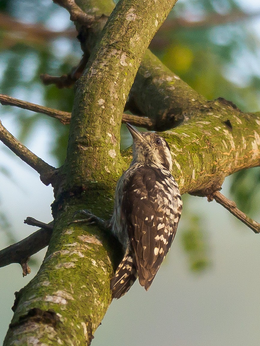 Gray-capped Pygmy Woodpecker - ML621015897