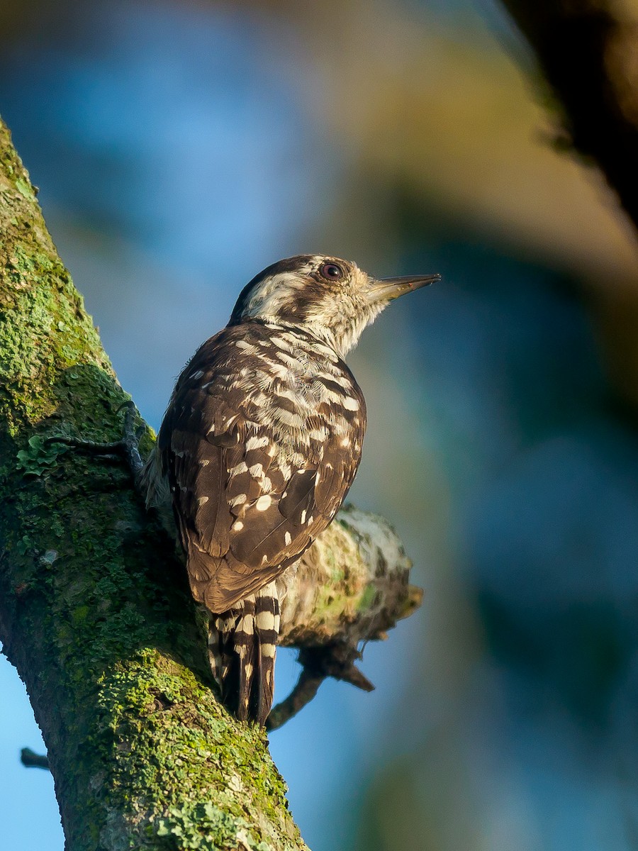 Gray-capped Pygmy Woodpecker - ML621015898